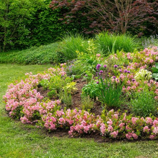 thumbnail_6000-331.jpg Dwerg Rhododendron - Rhododendron Bloombux Magenta - Bloeiende Buxus - Weinig Onderhoud - Roze Bloem - 2 Planten