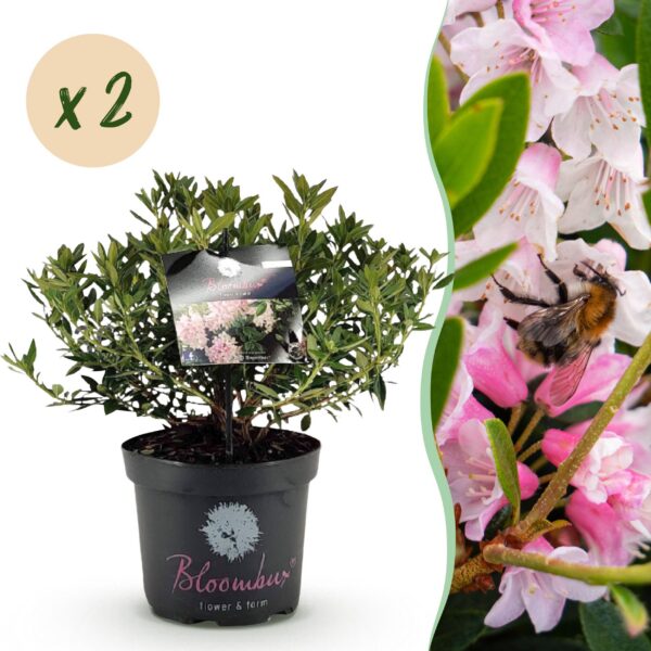 Dwerg Rhododendron - Rhododendron Bloombux Light Pink - Bloeiende Buxus - Weinig Onderhoud - Licht Roze Bloem - 2 Planten