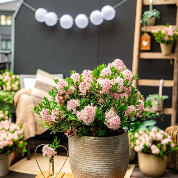 Dwerg Rhododendron - Rhododendron Bloombux Light Pink - Bloeiende Buxus - Weinig Onderhoud - Licht Roze Bloem - 2 Planten