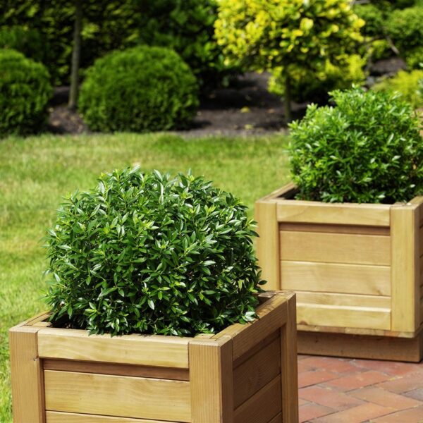 Dwerg Rhododendron - Rhododendron Bloombux Light Pink - Bloeiende Buxus - Weinig Onderhoud - Licht Roze Bloem - 2 Planten