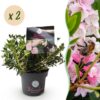 Dwerg Rhododendron - Rhododendron Bloombux Light Pink - Bloeiende Buxus - Weinig Onderhoud - Licht Roze Bloem - 2 Planten