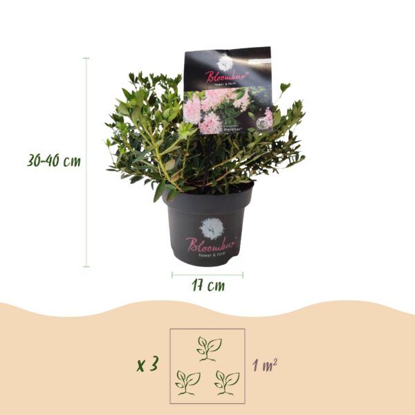 Dwerg Rhododendron - Rhododendron Bloombux Light Pink - Bloeiende Buxus - Weinig Onderhoud - Licht Roze Bloem - 2 Planten