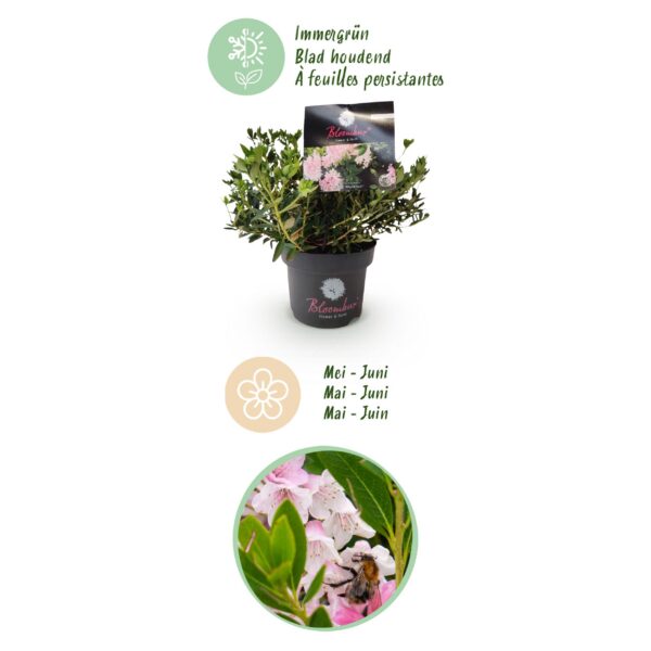 Dwerg Rhododendron - Rhododendron Bloombux Light Pink - Bloeiende Buxus - Weinig Onderhoud - Licht Roze Bloem - 2 Planten