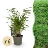 Bamboe - Fargesia Rufa - Bladhoudend - Niet Woekerend - Groen - 6 Planten