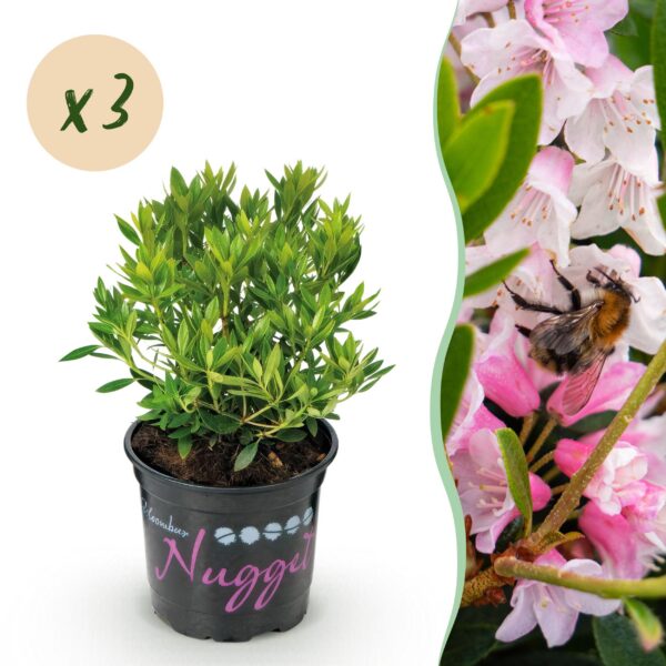 Dwerg Rhododendron - Rhododendron Bloombux Light Pink - Bloeiende Buxus - Weinig Onderhoud - Licht Roze Bloem - 3 Planten