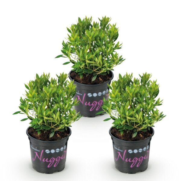 Dwerg Rhododendron - Rhododendron Bloombux Light Pink - Bloeiende Buxus - Weinig Onderhoud - Licht Roze Bloem - 3 Planten