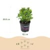 Dwerg Rhododendron - Rhododendron Bloombux Light Pink - Bloeiende Buxus - Weinig Onderhoud - Licht Roze Bloem - 3 Planten