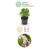 Dwerg Rhododendron - Rhododendron Bloombux Light Pink - Bloeiende Buxus - Weinig Onderhoud - Licht Roze Bloem - 3 Planten