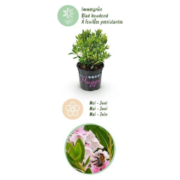 Dwerg Rhododendron - Rhododendron Bloombux Light Pink - Bloeiende Buxus - Weinig Onderhoud - Licht Roze Bloem - 3 Planten