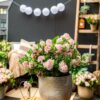 Dwerg Rhododendron - Rhododendron Bloombux Light Pink - Bloeiende Buxus - Weinig Onderhoud - Licht Roze Bloem - 3 Planten