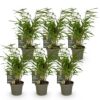 Bamboe - Fargesia Rufa - Bladhoudend - Niet Woekerend - Groen - 6 Planten