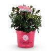 Dwerg Rhododendron - Rhododendron Bloombux Magenta - Bloeiende Buxus - Weinig Onderhoud - Roze Bloem