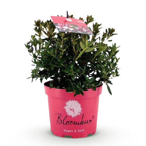 Dwerg Rhododendron - Rhododendron Bloombux Magenta - Bloeiende Buxus - Weinig Onderhoud - Roze Bloem