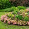 Dwerg Rhododendron - Rhododendron Bloombux Magenta - Bloeiende Buxus - Weinig Onderhoud - Roze Bloem