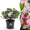 Dwerg Rhododendron - Rhododendron Bloombux Light Pink - Bloeiende Buxus - Weinig Onderhoud - Licht Roze Bloem
