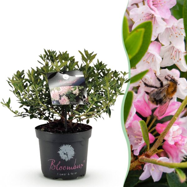 Dwerg Rhododendron - Rhododendron Bloombux Light Pink - Bloeiende Buxus - Weinig Onderhoud - Licht Roze Bloem