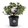 Dwerg Rhododendron - Rhododendron Bloombux Light Pink - Bloeiende Buxus - Weinig Onderhoud - Licht Roze Bloem