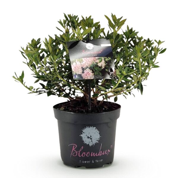 Dwerg Rhododendron - Rhododendron Bloombux Light Pink - Bloeiende Buxus - Weinig Onderhoud - Licht Roze Bloem