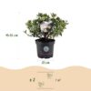 Dwerg Rhododendron - Rhododendron Bloombux Light Pink - Bloeiende Buxus - Weinig Onderhoud - Licht Roze Bloem