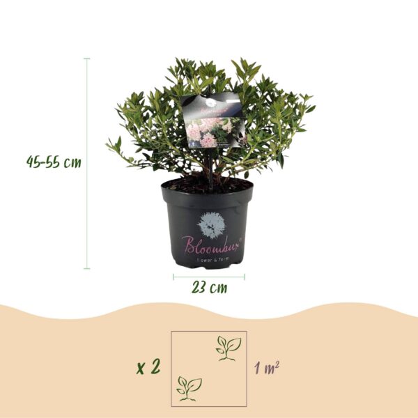 Dwerg Rhododendron - Rhododendron Bloombux Light Pink - Bloeiende Buxus - Weinig Onderhoud - Licht Roze Bloem