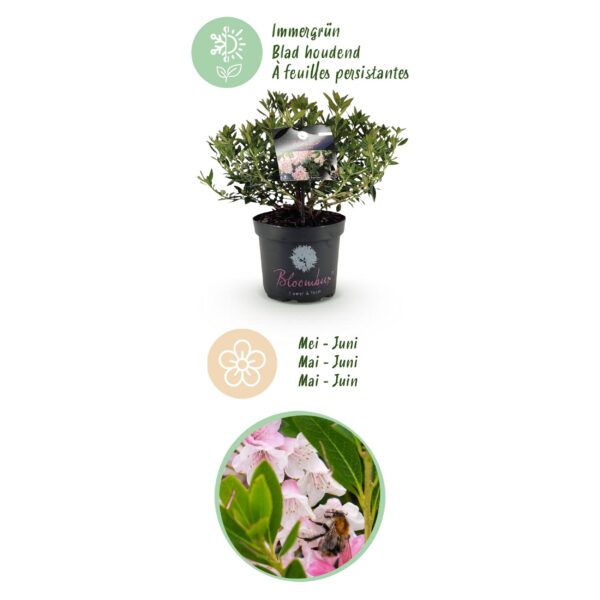 Dwerg Rhododendron - Rhododendron Bloombux Light Pink - Bloeiende Buxus - Weinig Onderhoud - Licht Roze Bloem