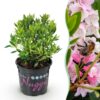 Dwerg Rhododendron - Rhododendron Bloombux Light Pink - Bloeiende Buxus - Weinig Onderhoud - Licht Roze Bloem
