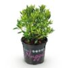 Dwerg Rhododendron - Rhododendron Bloombux Light Pink - Bloeiende Buxus - Weinig Onderhoud - Licht Roze Bloem