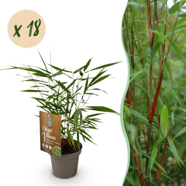 Bamboe - Fargesia Asian Wonder - Bladhoudend - Niet Woekerend - Groen - 18 Planten