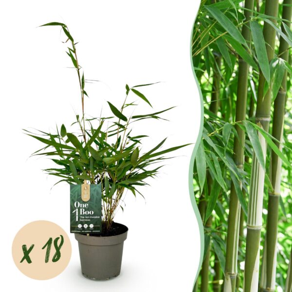 thumbnail_6000-446.jpg Bamboe - Fargesia robusta Pingwu - Bladhoudend - Niet Woekerend - Groen - 18 Planten