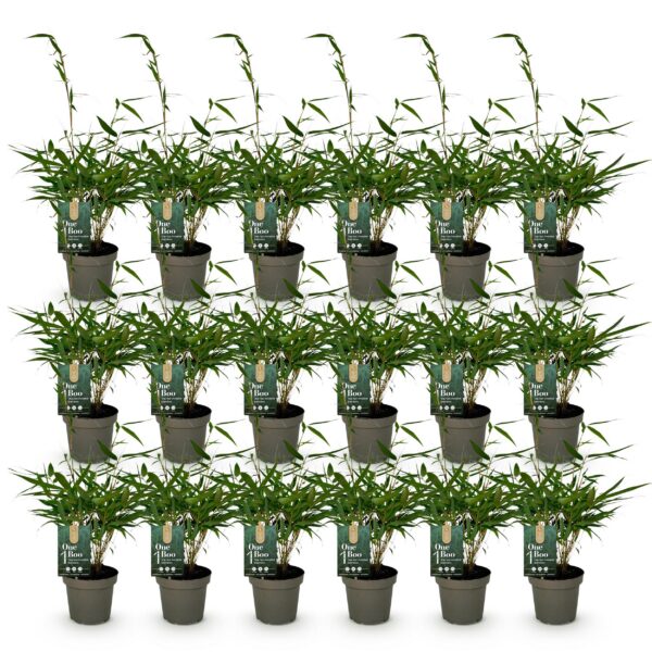 thumbnail_6000-447.jpg Bamboe - Fargesia robusta Pingwu - Bladhoudend - Niet Woekerend - Groen - 18 Planten