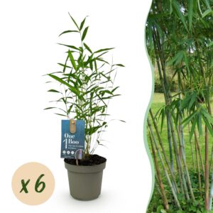 thumbnail_6000-47.jpg Bamboe - Fargesia Blue Dragon - Bladhoudend - Niet Woekerend - Groen - 6 Planten