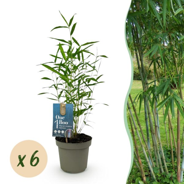 Bamboe - Fargesia Blue Dragon - Bladhoudend - Niet Woekerend - Groen - 6 Planten