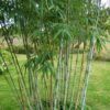 Bamboe - Fargesia Blue Dragon - Bladhoudend - Niet Woekerend - Groen - 18 Planten