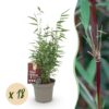 Bamboe - Fargesia Red Dragon - Bladhoudend - Niet Woekerend - Groen - 18 Planten