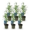 Bamboe - Fargesia Blue Dragon - Bladhoudend - Niet Woekerend - Groen - 6 Planten
