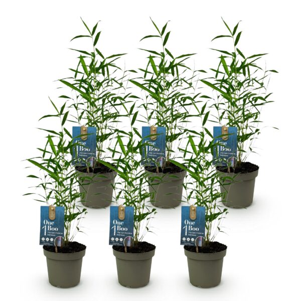Bamboe - Fargesia Blue Dragon - Bladhoudend - Niet Woekerend - Groen - 6 Planten