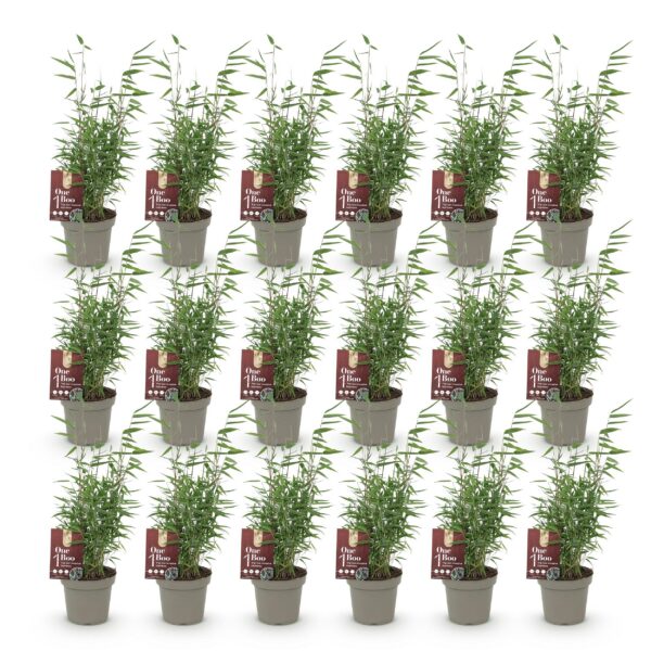 Bamboe - Fargesia Red Dragon - Bladhoudend - Niet Woekerend - Groen - 18 Planten