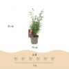 Bamboe - Fargesia Red Dragon - Bladhoudend - Niet Woekerend - Groen - 18 Planten