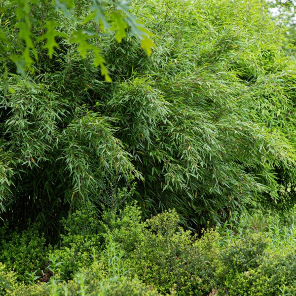 Bamboe - Fargesia Red Dragon - Bladhoudend - Niet Woekerend - Groen - 18 Planten