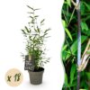 Bamboe - Fargesia Black Dragon - Bladhoudend - Niet Woekerend - Groen - 18 Planten