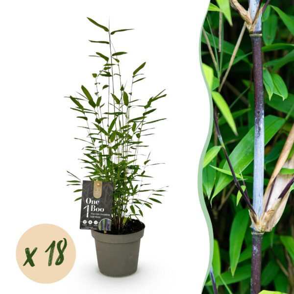 Bamboe - Fargesia Black Dragon - Bladhoudend - Niet Woekerend - Groen - 18 Planten