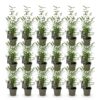 Bamboe - Fargesia Black Dragon - Bladhoudend - Niet Woekerend - Groen - 18 Planten