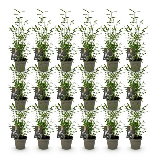 Bamboe - Fargesia Black Dragon - Bladhoudend - Niet Woekerend - Groen - 18 Planten