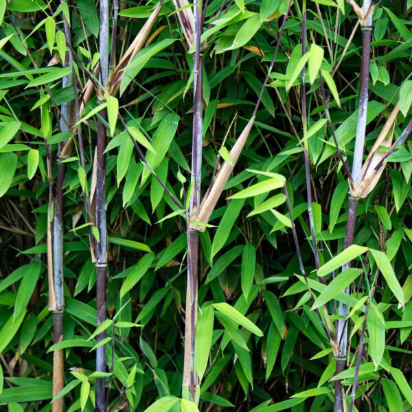 Bamboe - Fargesia Black Dragon - Bladhoudend - Niet Woekerend - Groen - 18 Planten