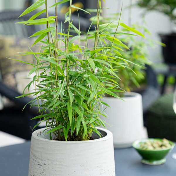 Bamboe - Fargesia Blue Dragon - Bladhoudend - Niet Woekerend - Groen - 6 Planten