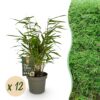 Bamboe - Fargesia Rufa - Bladhoudend - Niet Woekerend - Groen - 12 Planten