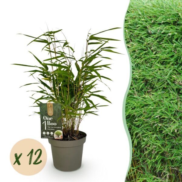 Bamboe - Fargesia Rufa - Bladhoudend - Niet Woekerend - Groen - 12 Planten