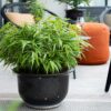 Bamboe - Fargesia Rufa - Bladhoudend - Niet Woekerend - Groen - 12 Planten
