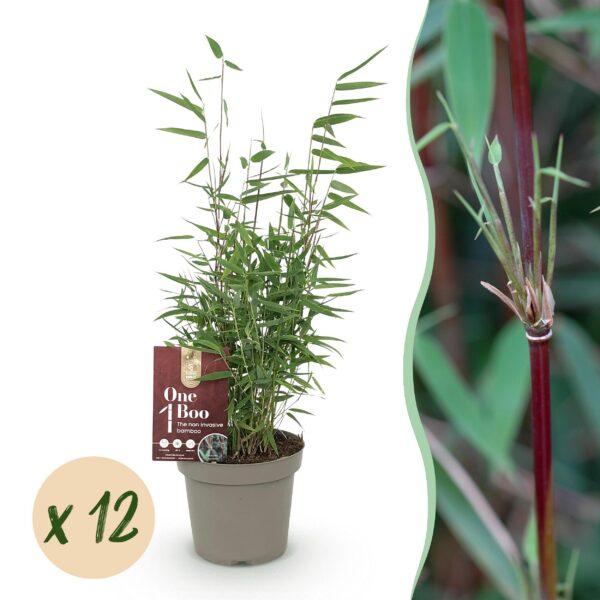 Bamboe - Fargesia Red Dragon - Bladhoudend - Niet Woekerend - Groen - 12 Planten