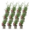 Bamboe - Fargesia Red Dragon - Bladhoudend - Niet Woekerend - Groen - 12 Planten